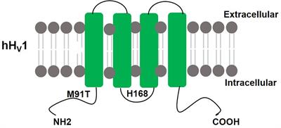 Functions and Mechanisms of the Voltage-Gated Proton Channel Hv1 in <mark class="highlighted">Brain and Spinal Cord Injury</mark>